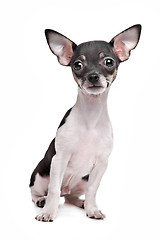 Image showing short haired chihuahua puppy