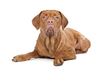 Image showing Dogue de Bordeaux