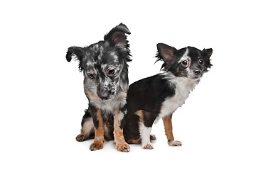 Image showing Two Chihuahua dogs