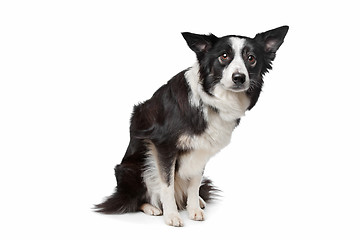 Image showing Border Collie