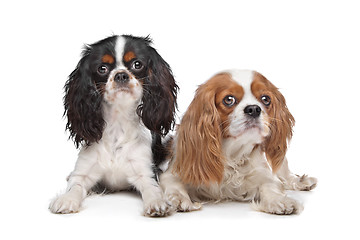 Image showing two Cavalier King Charles Spaniel dogs