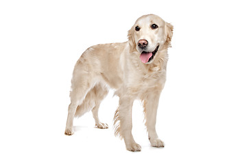 Image showing golden Retriever