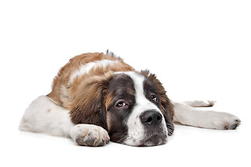 Image showing St Bernard puppy