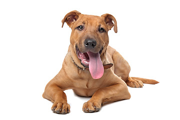 Image showing mixed breed dog