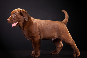 Image showing Cute puppy of Labrador retriever on black