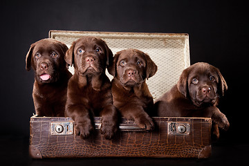 Image showing three puppies of Labrador retriever in vintage suitcase