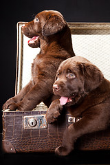 Image showing two puppies of Labrador retriever in vintage suitcase