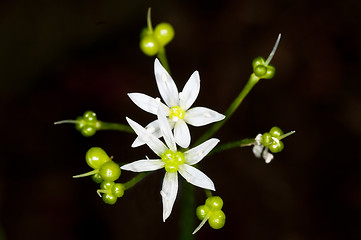 Image showing flower of wild garlic