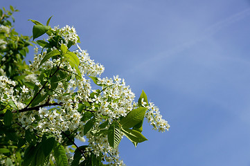 Image showing Bird cherry