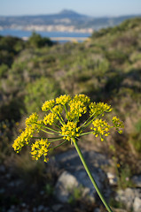 Image showing Fennel