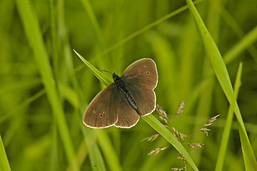 Image showing Ringlet Butterfly