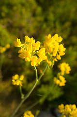 Image showing Genista