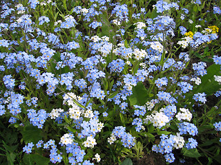 Image showing blue and white forget-me-not flowers