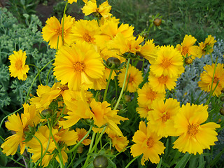 Image showing beautiful yellow flowers