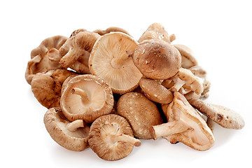 Image showing Shiitake mushrooms