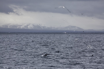 Image showing Whale tail