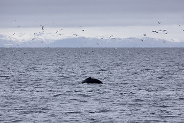 Image showing Humpback Whale