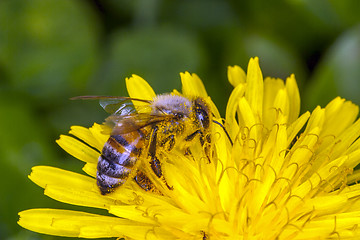 Image showing Bee apis mellifica