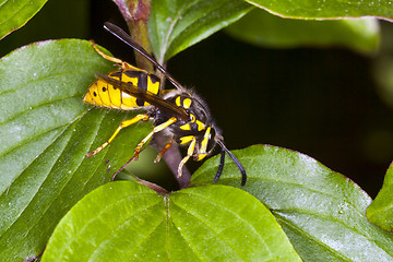 Image showing Wasp