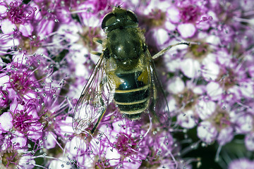 Image showing Bee fly