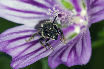 Image showing Bee apis mellifica