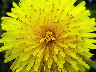 Image showing spring flower