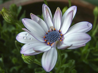 Image showing spring flower