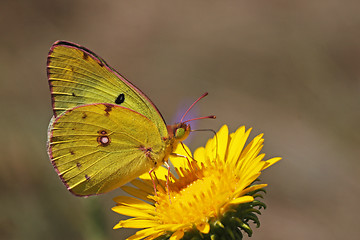 Image showing yellow brimstone butterfly