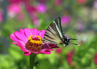 Image showing garden