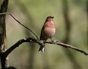 Image showing singing chaffinch