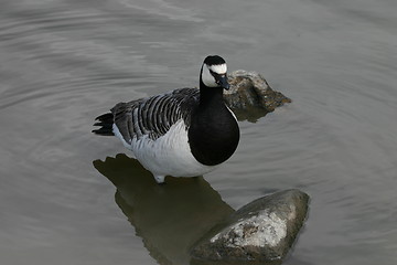 Image showing branta leucopsis