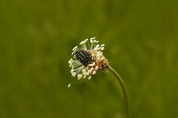 Image showing Falling