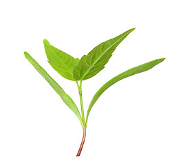 Image showing Young green sprout with leaf