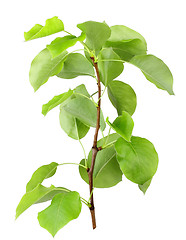 Image showing Young sprout of apple-tree with green leaf