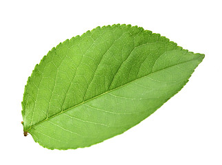 Image showing Single green leaf of apple-tree