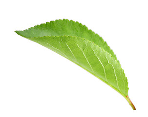Image showing Green leaf of apple-tree