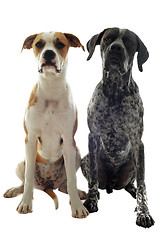 Image showing german shorthaired pointer and american bulldog