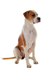 Image showing american bulldog 