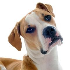 Image showing american bulldog 