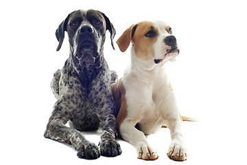 Image showing german shorthaired pointer and american bulldog