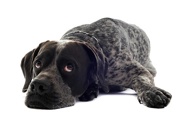 Image showing tired  shorthaired pointer