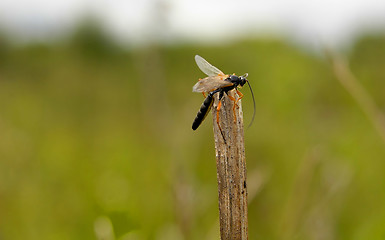 Image showing ichneumon wasp 2