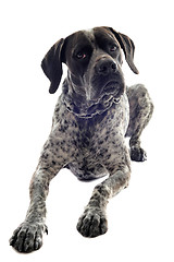 Image showing german shorthaired pointer