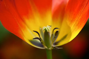 Image showing red tulip