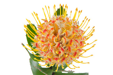 Image showing Pincushion Protea