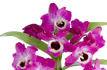 Image showing Orchid