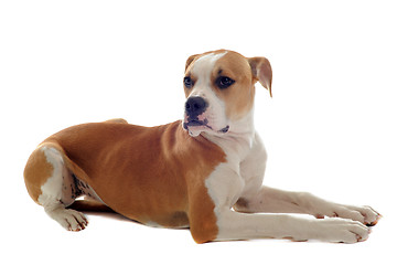 Image showing american bulldog 