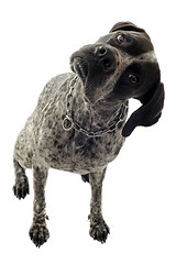 Image showing german shorthaired pointer
