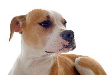 Image showing american bulldog 