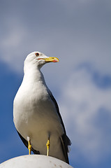 Image showing Seagull standing